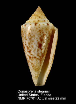 Conasprella stearnsii (2).jpg - Conasprella stearnsii(Conrad,1869)